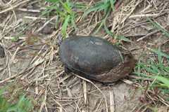 Kinosternon integrum