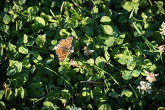 Phyciodes mylitta