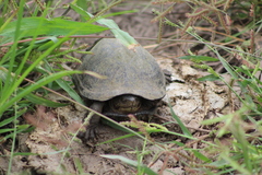 Kinosternon integrum