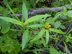 Bidens cernua