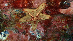 Oreaster clavatus