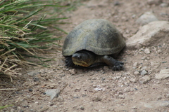 Kinosternon integrum