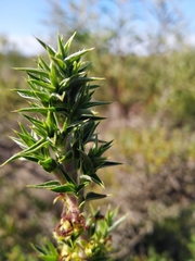 Cliffortia ruscifolia