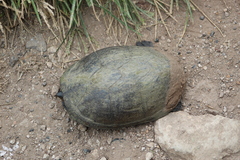 Kinosternon integrum