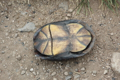 Kinosternon integrum