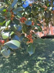 Ilex opaca