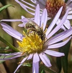Lasioglossum pilosum