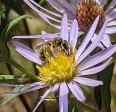 Lasioglossum pilosum