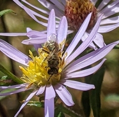 Lasioglossum pilosum