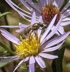 Lasioglossum pilosum