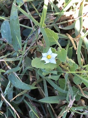 Solanum sarrachoides