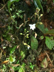Cranichis ciliilabia
