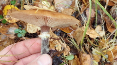 Armillaria sinapina