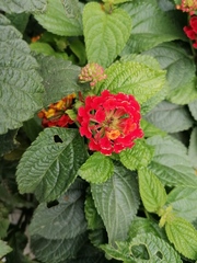 Lantana horrida