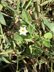 Solanum sarrachoides