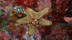 Oreaster clavatus