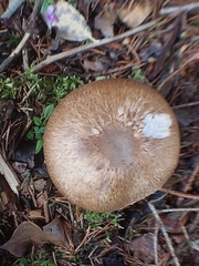 Agaricus sylvaticus
