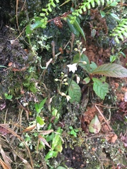 Cranichis ciliilabia