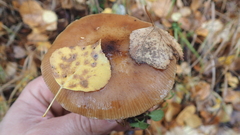Armillaria sinapina