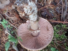 Agaricus sylvaticus