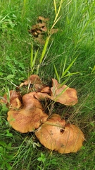 Paxillus rubicundulus