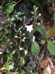 Cranichis ciliilabia
