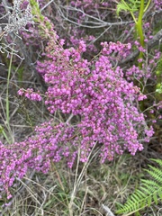 Erica gracilis