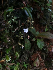 Cranichis ciliilabia