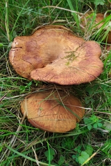 Paxillus rubicundulus