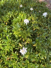 Gardenia jasminoides
