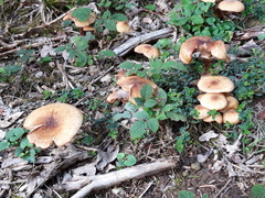 Armillaria borealis