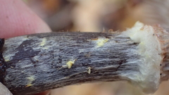 Armillaria sinapina