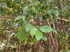Ficus benjamina