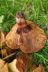 Paxillus rubicundulus