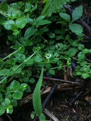 Drymaria villosa