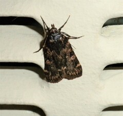 Aglossa