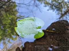 Nuphar variegata