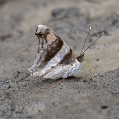 Doxocopa laure laure