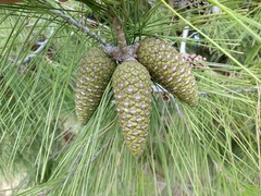 Pinus halepensis