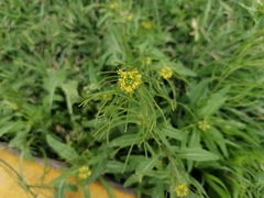Sisymbrium irio