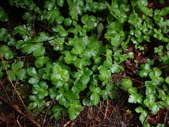 Sanicula crassicaulis