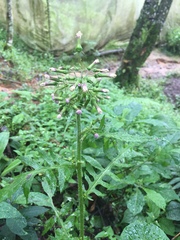 Erechtites valerianifolius