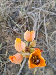 Ornithogalum dubium