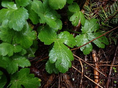 Sanicula crassicaulis