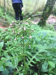 Erechtites valerianifolius
