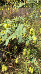 Sesbania vesicaria