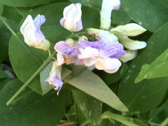 Lathyrus venosus