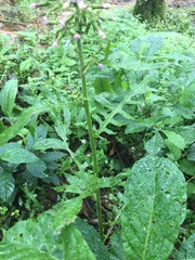 Erechtites valerianifolius