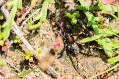 Arctosa perita