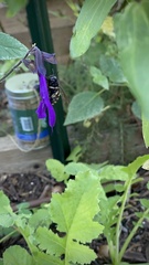 Xylocopa tabaniformis parkinsoniae